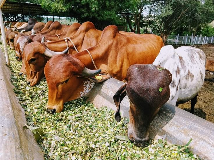 Our Gaushala 